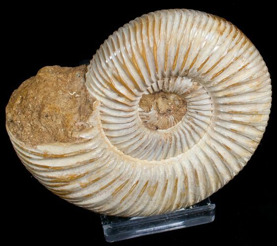 Perisphinctes Ammonite - Jurassic #6868